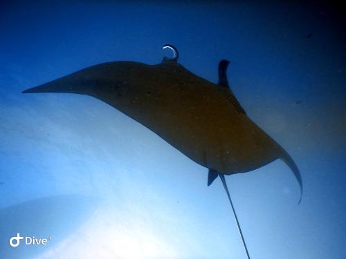 a shark is swimming in the water at Samsara Penida in Batununggul