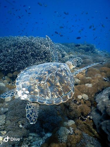 a green sea turtle swimming in the ocean at Samsara Penida in Batununggul