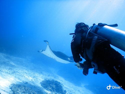 a diver with a whale shark in the water at Samsara Penida in Batununggul