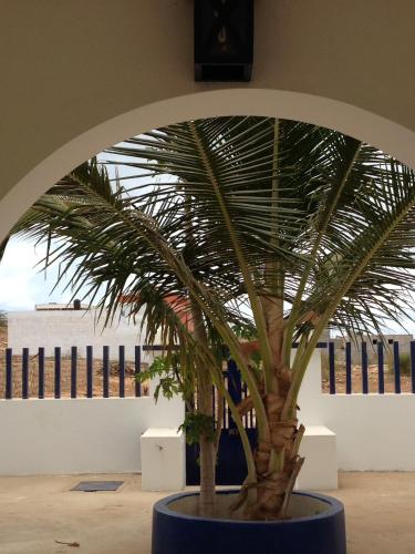 a palm tree in a blue planter in a room at Maio Relax in Vila do Maio