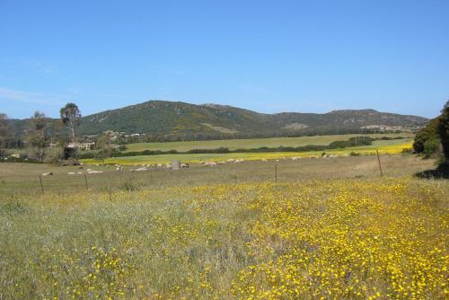 a field of yellow flowers with sheep in the distance at B&B Le Vele Teulada in Teulada