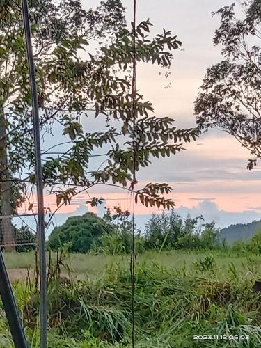 a view of a field from behind some trees at Sudumal Cottage in Ella