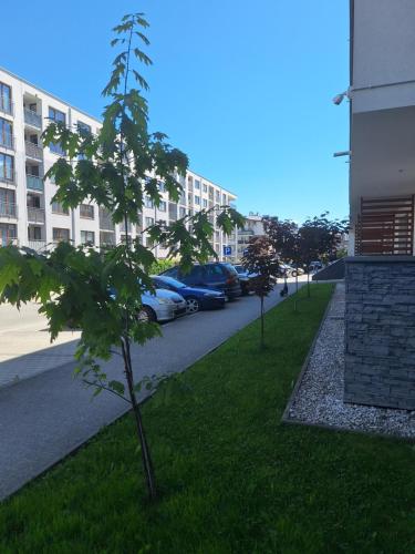 a small tree in the grass next to a street at Apartament Górska Szarotka in Nowy Targ