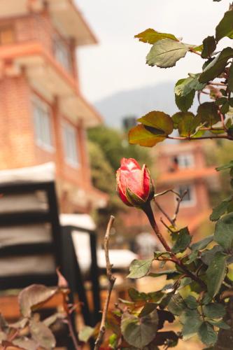 a red rose is growing on a tree at Les Terrasses Himalayan Resort in Charikot