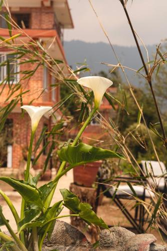 a plant with white flowers in front of a house at Les Terrasses Himalayan Resort in Charikot