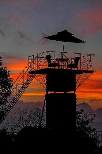 two cats sitting under an umbrella at sunset at Sterling Munnar in Munnar