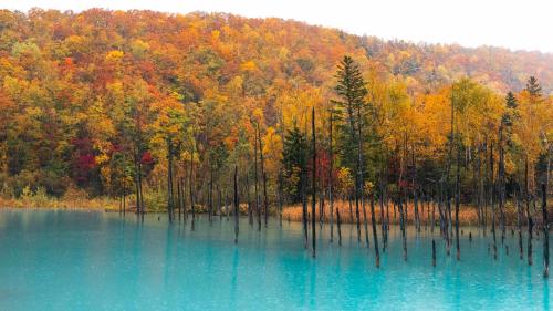a large blue lake with trees in the background at Cabin Build Matsu - 松 in Biei