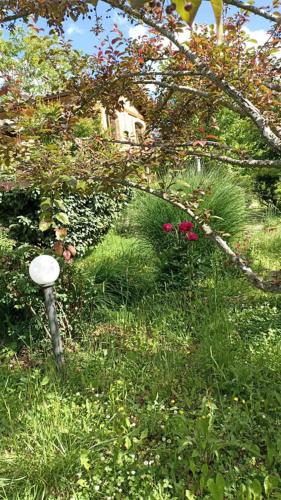 Terra di Magieにある庭