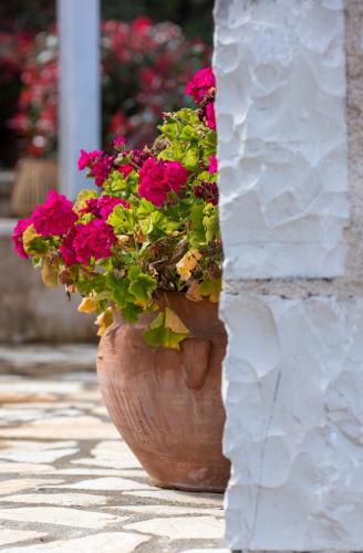 Κήπος έξω από το Arriva Villas