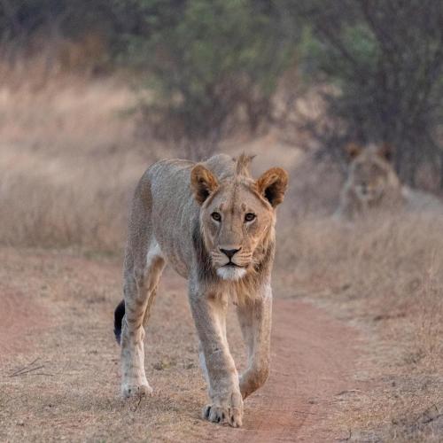 Gallery image of Ngala Lodge in Klipdrift