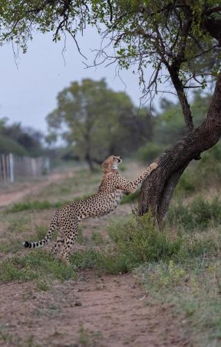 Gallery image of Ngala Lodge in Klipdrift