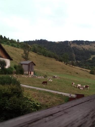 a herd of cows grazing in a grassy field at Y'Hôtes conciergerie - studio les habères 2/4 personnes in Habère-Poche