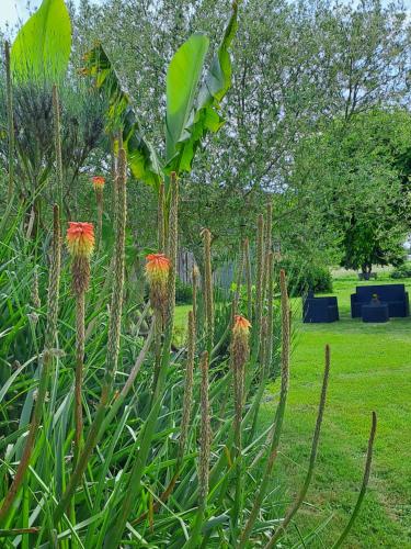 a plant with orange flowers in a garden at La Garenne in Virazeil