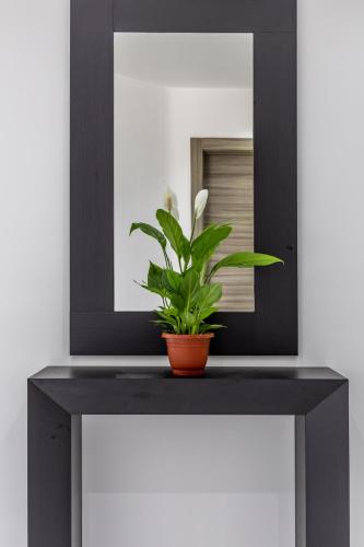 a plant sitting on a table in front of a mirror at Luxury Penthouse for families only with Pool and Seaview in Ta Xbiex Malta in Taʼ Xbiex