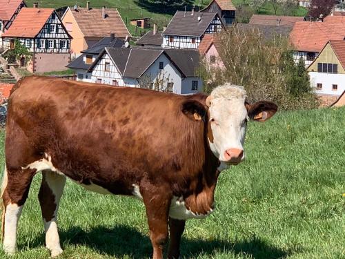 a brown and white cow standing in a field at Chambres d'hôtes "La Bouill'hôte" in Langensoultzbach