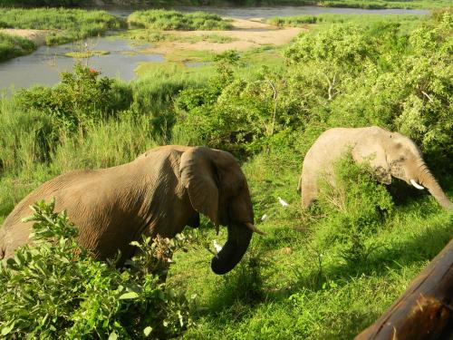 two elephants standing in the grass near a river at Kruger View Chalets in Malelane