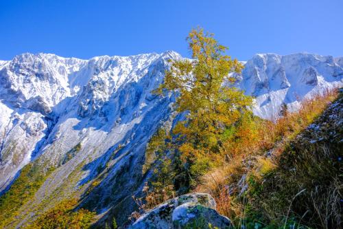 a mountain with a tree on the side of it at Khikhani Palace in Khulo