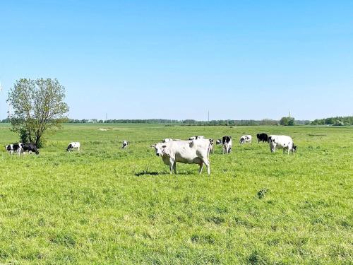 a herd of cows grazing in a field of grass at 6 person holiday home in KATTARP in Kattarp