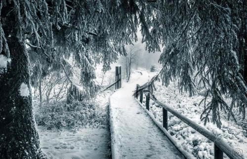 a snow covered path with a fence and a tree at Le Loft in Stoumont