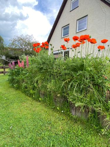 a bunch of red flowers in front of a house at Ferienwohnung Müsen, nah an der Natur in Hilchenbach