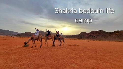 Un gruppo di persone su cammelli nel deserto di Shakria Bedouin Life Camp a Wadi Rum