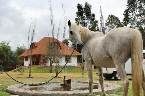 a white horse standing in front of a house at Casa Ecológica Al Pie Del Volcán in Otavalo