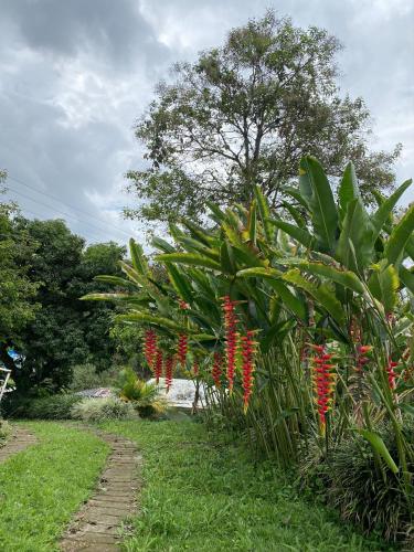 a group of plants with red flowers in a field at Finca hotel tierra grata in Montenegro