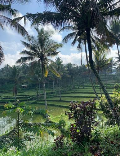 a lush green field with palm trees and grass at Alfarizi homestay in Tetebatu