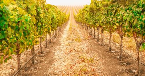 a row of grape vines in a field at Welcome to Vineside in Witchcliffe