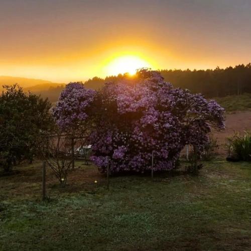 a tree covered in purple flowers in front of a sunset at Cabanas Rural Colina Do Sol in Cambará