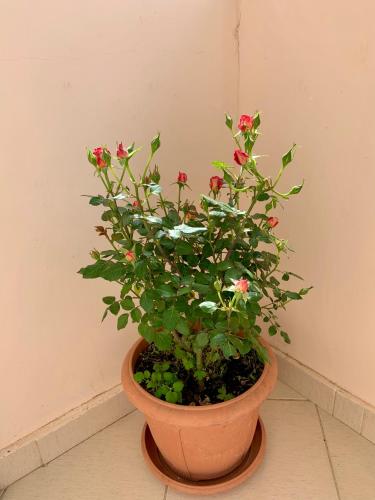 a plant with pink flowers in a pot at Guest House Dimos Kristi in Përmet