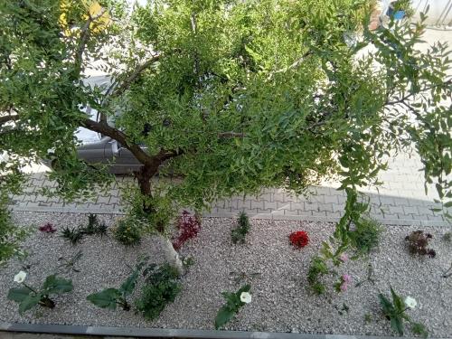 a tree in front of a brick wall with plants at Eni's Villa, 5km From Shengjini Beach in Lezhë