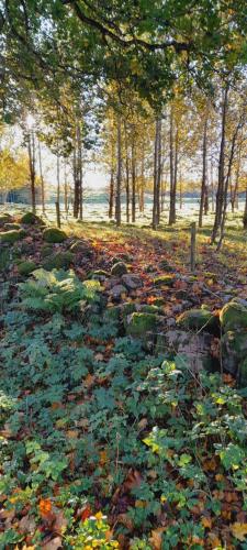 a painting of a forest with leaves on the ground at Ferienhaus Schweden - Hus Else in Gällstad