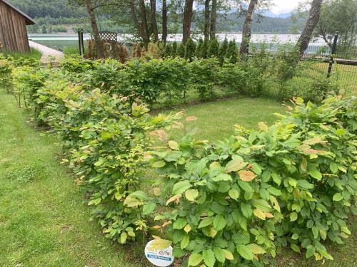 a row of green bushes in a yard at enJoy Appartements in Sankt Kanzian