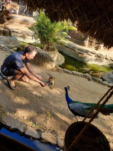 Ein Mann, der mit einem Pfau im Zoo spielt. in der Unterkunft Jungle river humbhaha hostel in Kataragama