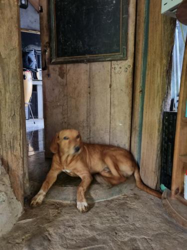 un perro marrón tirado en el suelo en una puerta en Jungle river humbhaha hostel, en Kataragama