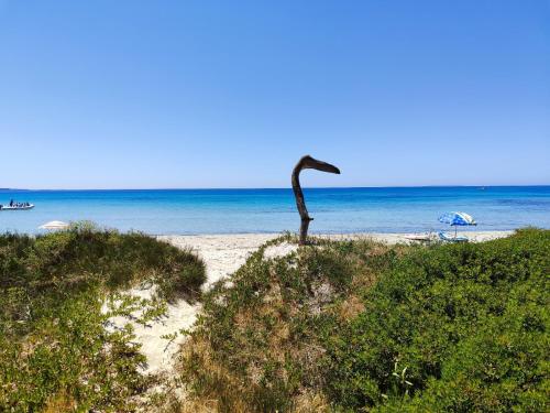 a bird standing on a sandy beach near the ocean at Da Tziu Efisiu Mare e Relax nel Sinis in Baratili San Pietro