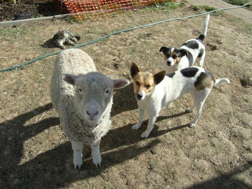 a couple of dogs standing next to a sheep at ALPINE COUNTRY MOTEL plus FREE COFFEE in Cooma