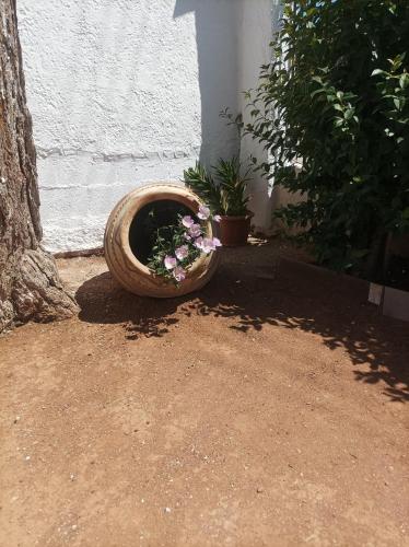 a pot of flowers sitting next to a building at Selene house in Selínia