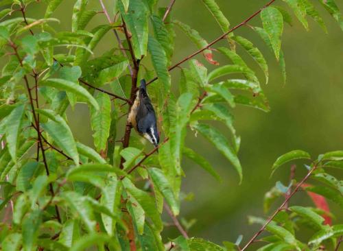 a bird sitting on a branch of a tree at The Carriage House - Tranquility With A View in LʼEtête