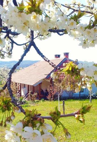 a house in a field with white flowers in front at Kuća za odmor Zdravac in Kragujevac