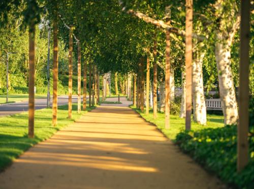 a tree lined path with trees in a park at The Willows Training Centre in Saint Neots