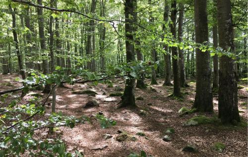 a dirt trail in a forest with trees at Gorgeous Home In Växjö With Wifi in Växjö