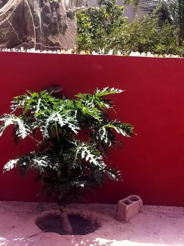 a small tree in front of a red wall at Auberge Andel Diabou SARR in Palmarin