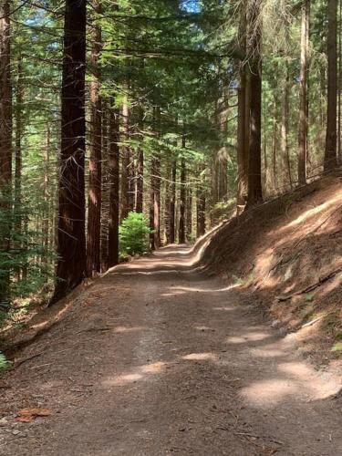 a dirt road in the middle of a forest at Tank Barn at Brook House, Nestled in the Welsh Hills, a delightful retreat in Welshpool