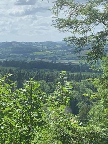 a view of a forested area with trees at Tank Barn at Brook House, Nestled in the Welsh Hills, a delightful retreat in Welshpool