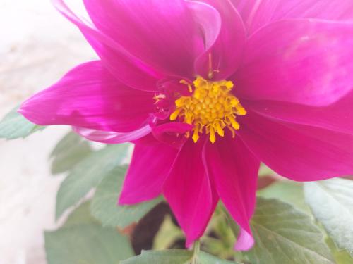 a pink dahlia flower with a yellow center at Svetlaya Polyana in Svetlaya Polyana