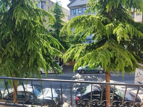 a tree in a parking lot with parked cars at LEVI Apartment in Pogradec
