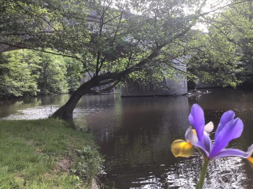 a purple flower in front of a body of water at Chambre sur une ile in Saint-Bonnet-de-Rochefort