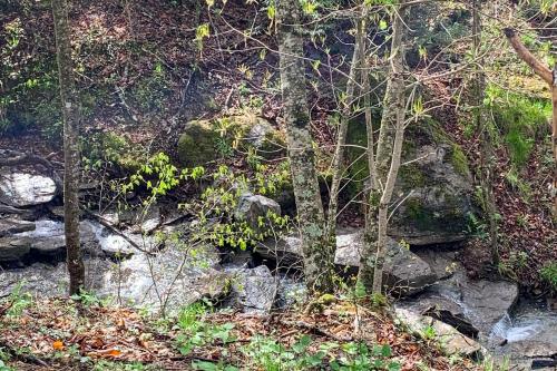a group of trees and rocks in a forest at The Beech Hut in Beech Mountain